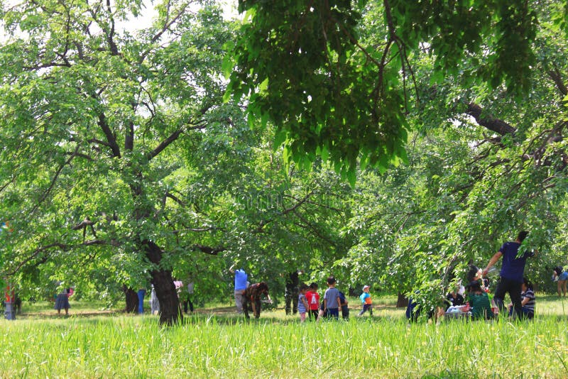桑树节日 库存照片