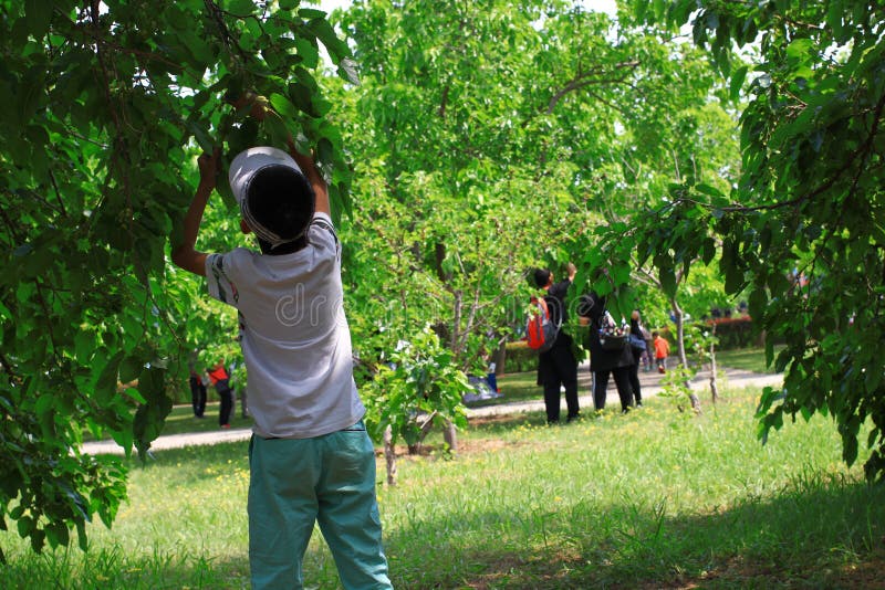 桑树节日 库存照片