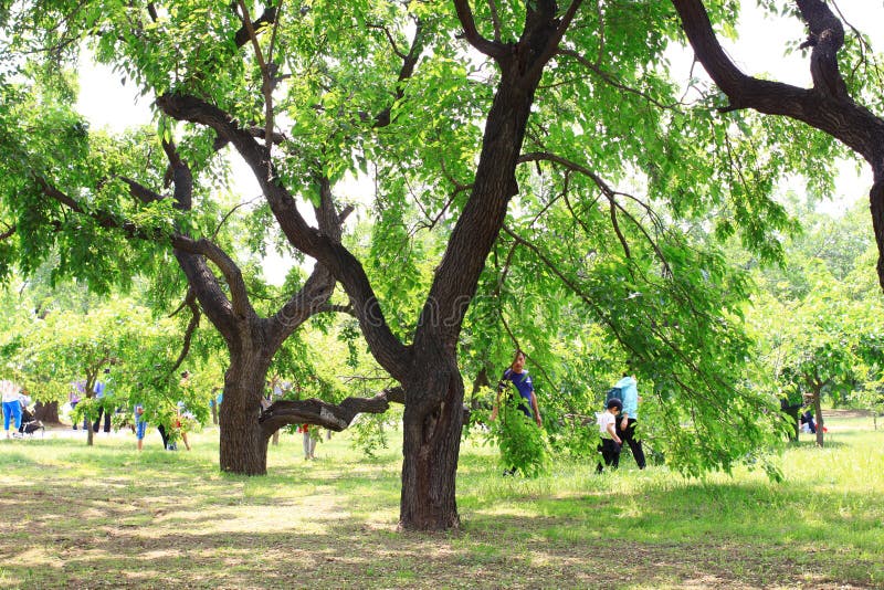 桑树节日 免版税图库摄影