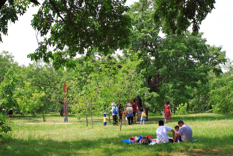 桑树节日 库存图片