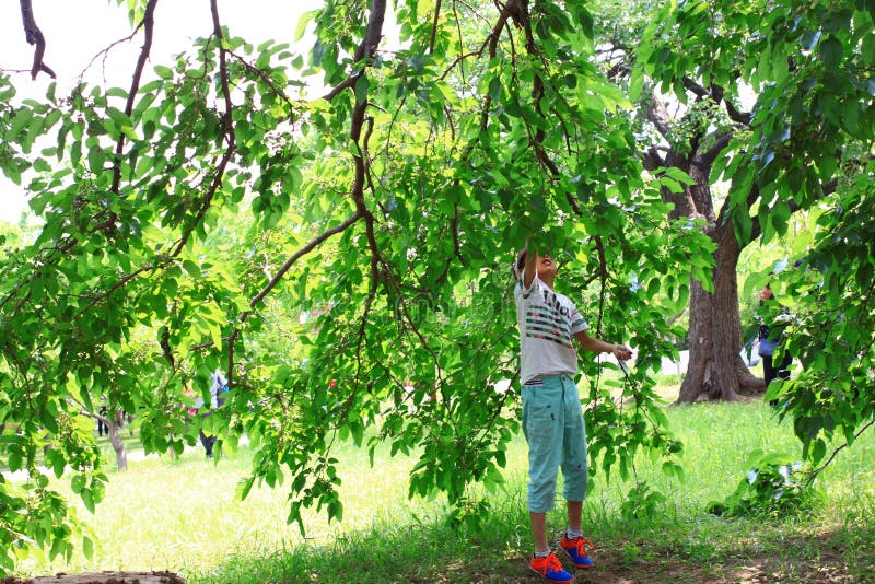 桑树节日 免版税库存照片