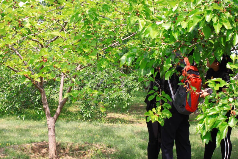 桑葚节 库存图片