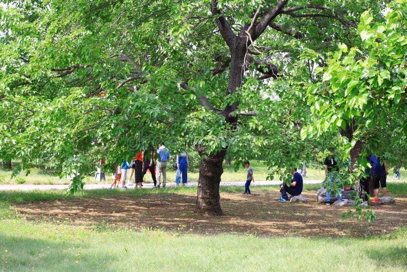 桑树节日 免版税库存照片