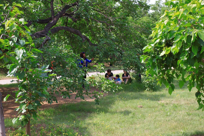 桑葚节 免版税库存图片