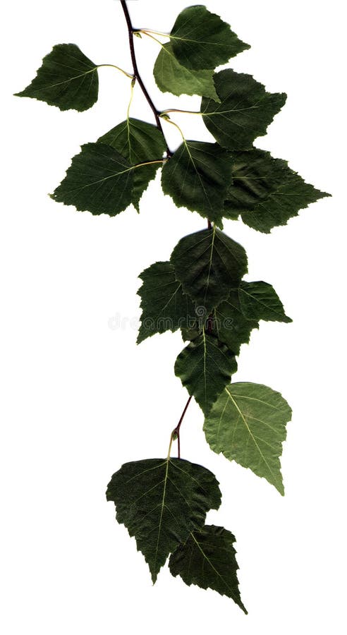 Birch branch isolated on white background. Birch branch isolated on white background