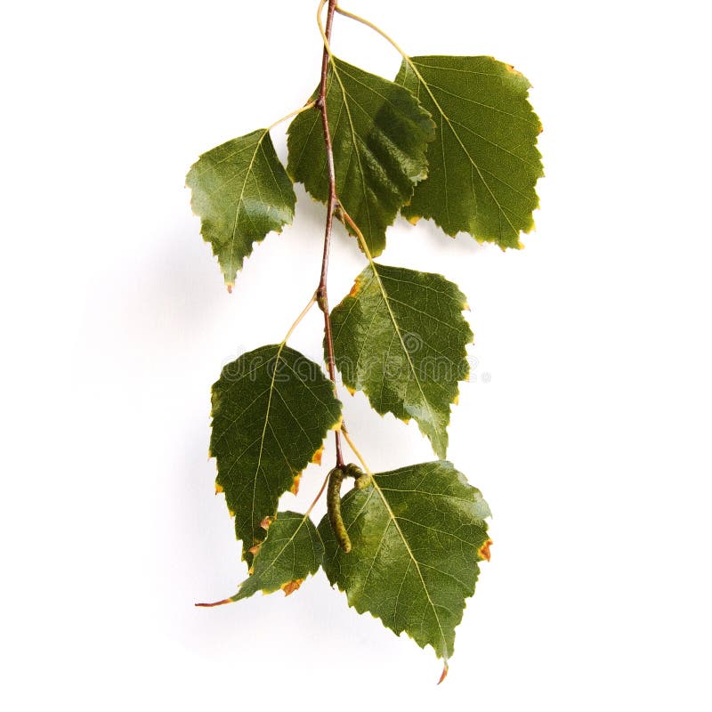 Birch branch isolated on white background. Birch branch isolated on white background