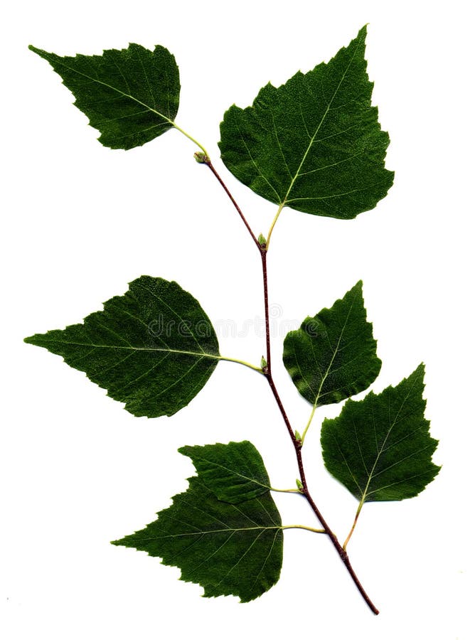 Birch branch isolated on white background. Birch branch isolated on white background