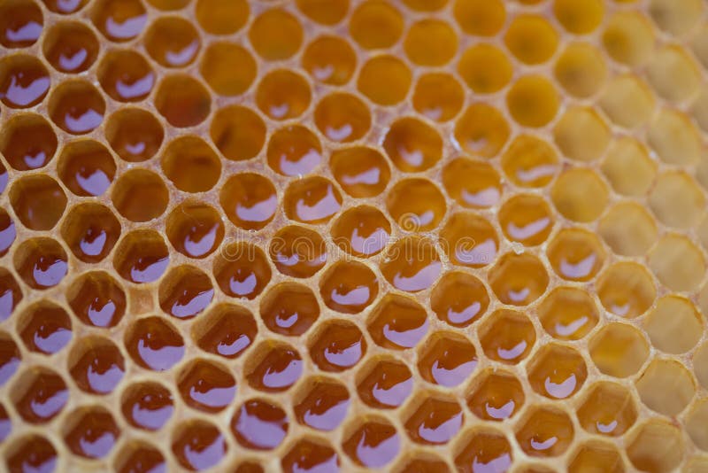 Uncapped honey comb filled with honey. Uncapped honey comb filled with honey