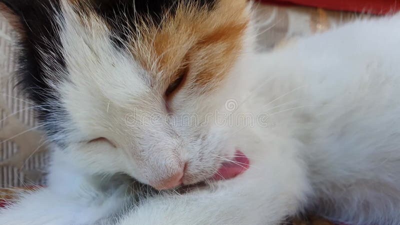 梳着毛皮的特写可爱小猫 有趣的情感猫，黑白和乌拉 股票录像