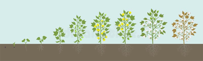 棉花植物作物阶段 农业增长 肥料阶段 收获棉花动画发展进展 向量例证 棉花植物作物阶段 农业增长 肥料阶段 收获棉花动画发展进展 向量例证