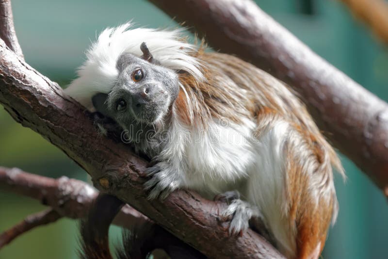 Cotton-top tamarin (Saguinus oedipus) is a small New World monkey weighing less than 0.5 kg. Cotton-top tamarin (Saguinus oedipus) is a small New World monkey weighing less than 0.5 kg