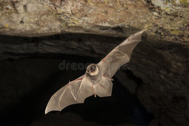 棒倾向共同的miniopterus schreibersii,飞行在洞 库存照片 棒倾向共同的miniopterus schreibersii,飞行在洞 库存照片