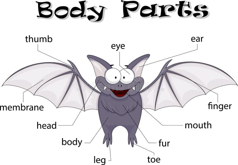 Bat body parts. Animal anatomy in English. Bat body parts. Animal anatomy in English