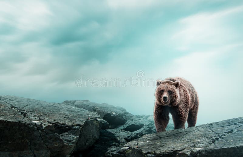 棕熊在岩石上