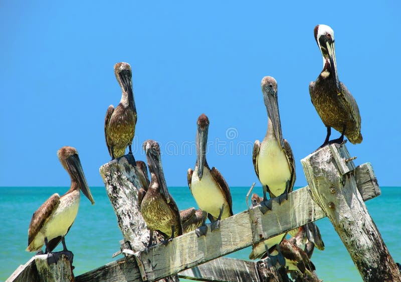 Group of Brown Pelicans perched on an old delapidated peer in the Gulf of Mexico looking at the camera. Group of Brown Pelicans perched on an old delapidated peer in the Gulf of Mexico looking at the camera