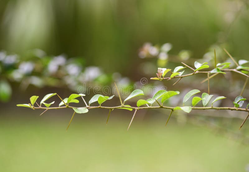 Shape thorn of green leaf(cudrania tricus-pidata) branch closeup. Shape thorn of green leaf(cudrania tricus-pidata) branch closeup