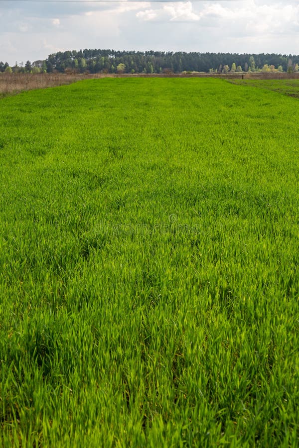 Field with bright green fresh lush grass against the background of the forest and other fields. Vertical orientation. High quality photo. Field with bright green fresh lush grass against the background of the forest and other fields. Vertical orientation. High quality photo.