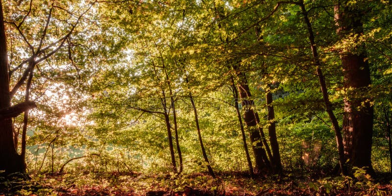 Forest in Europe in Late September. Deciduous forest with leaves on the ground. Warm yellowish green color in the woods on a warm sunny morning. Forest in Europe in Late September. Deciduous forest with leaves on the ground. Warm yellowish green color in the woods on a warm sunny morning