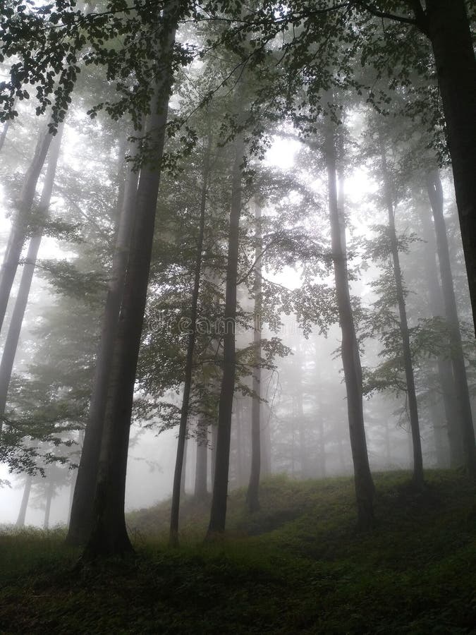 森林夏末的雾天 库存图片 森林夏末的雾天 库存图片