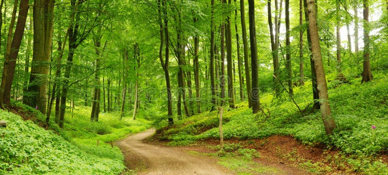 Panorama of a path through a lush green summer forest. Panorama of a path through a lush green summer forest.