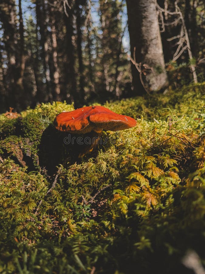 森林里的红蘑菇 图库摄影