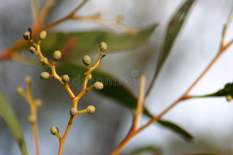 植入结构树篱笆条 库存图片