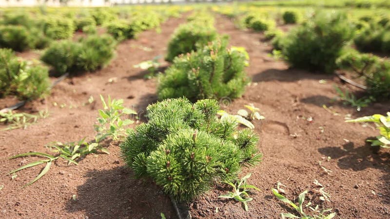 植物全景，总图，园艺中心，水厂，生长幼木的耕种