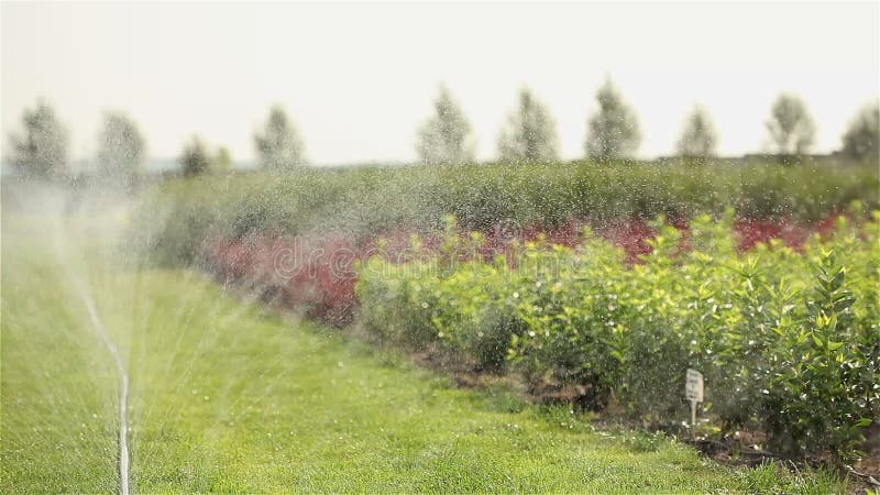 植物全景，园艺中心，水滴灌溉植物，特写镜头的耕种