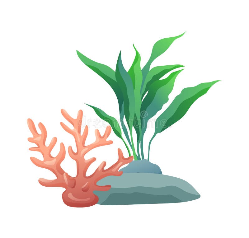 Vegetation green and coral plants with broad leaves foliage. Stone holes made by water. design of aquarium interior isolated on vector illustration. Vegetation green and coral plants with broad leaves foliage. Stone holes made by water. design of aquarium interior isolated on vector illustration