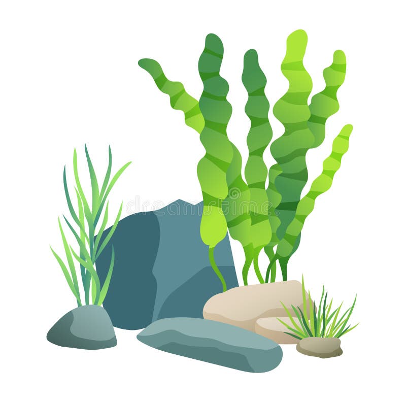 Vegetation green and coral plants with broad leaves foliage. Stone holes made by water. design of aquarium interior isolated on vector illustration. Vegetation green and coral plants with broad leaves foliage. Stone holes made by water. design of aquarium interior isolated on vector illustration