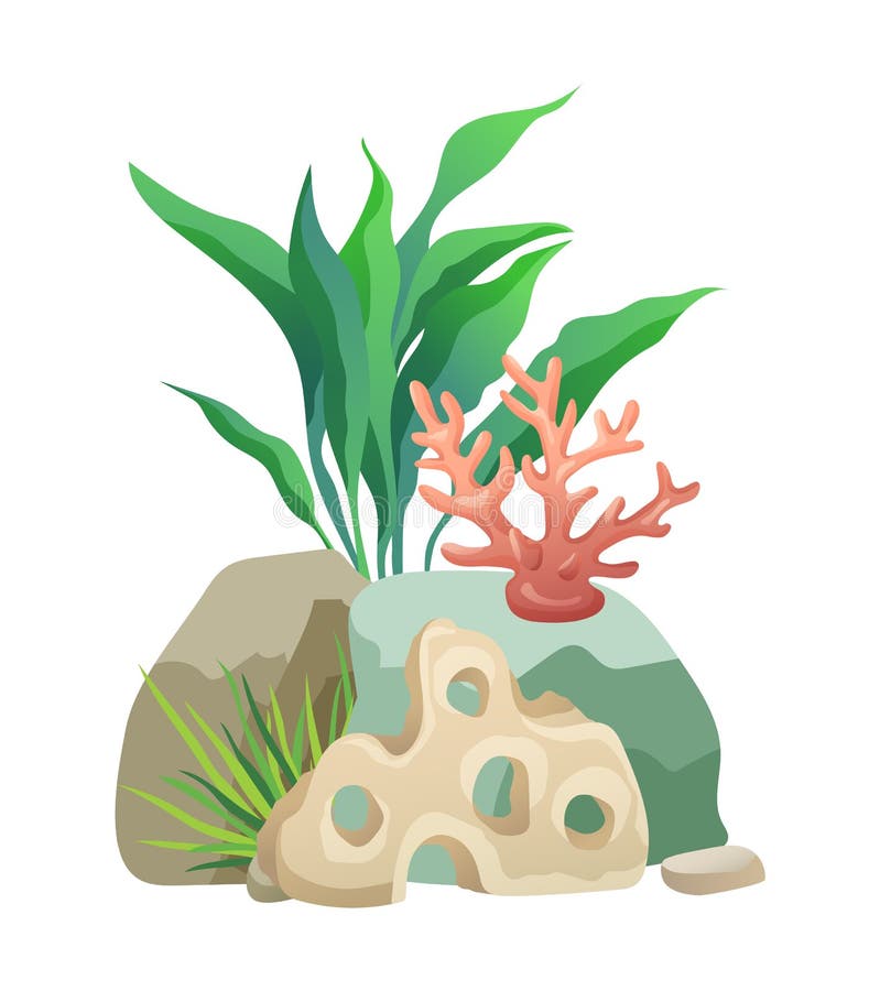 Vegetation green and coral plants with broad leaves foliage. Stone holes made by water. design of aquarium interior isolated on vector illustration. Vegetation green and coral plants with broad leaves foliage. Stone holes made by water. design of aquarium interior isolated on vector illustration