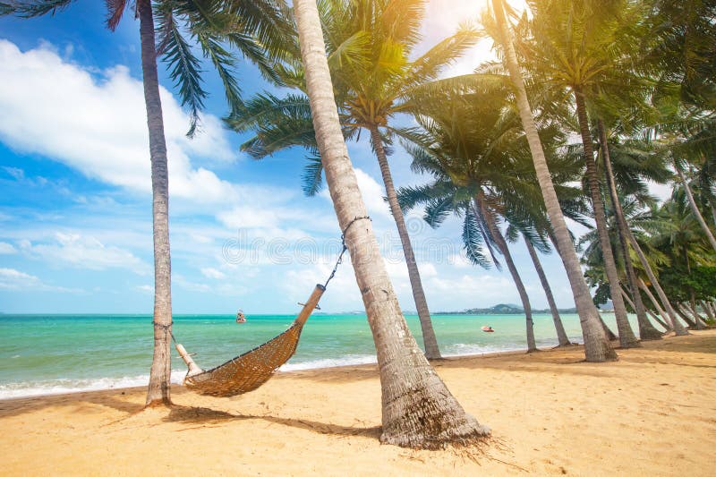椰子棕榈树和吊床的美丽热带海滩