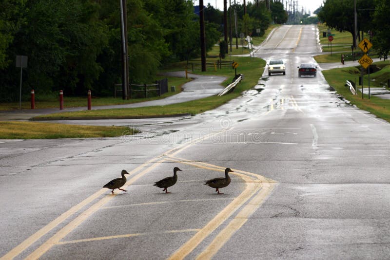 A photograph taken of ducks crossing the street. A photograph taken of ducks crossing the street.