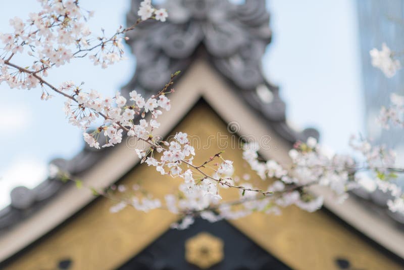 Cherry blossoms and a Japanese Shintoist Shrine in the background by a sunny day, Hie Shrine near Akasaka. Cherry blossoms and a Japanese Shintoist Shrine in the background by a sunny day, Hie Shrine near Akasaka.