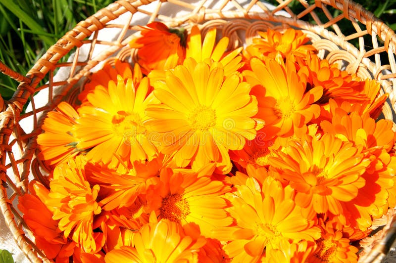 橙色篮子明亮的万寿菊