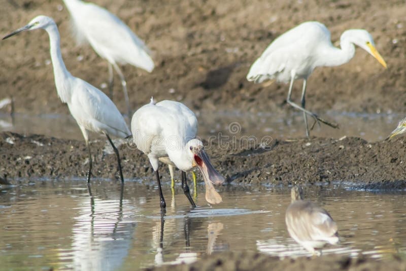 Eurasian spoonbill or common spoonbill Platalea leucorodia gulping the prey taken from water. Eurasian spoonbill or common spoonbill Platalea leucorodia gulping the prey taken from water