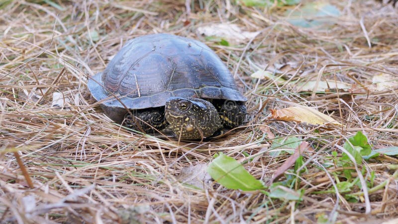 欧洲池龟坐落在落叶林4k的干草中. 关闭.