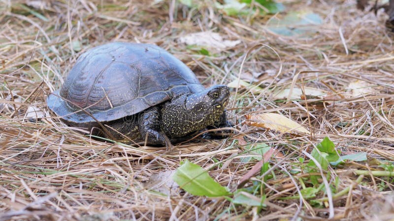 欧洲池龟坐落在落叶林4k的干草中. 关闭.