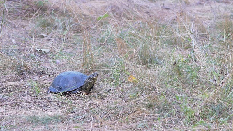 欧洲河龟坐在森林里干草丛生. 缩放. 关闭. 慢动作