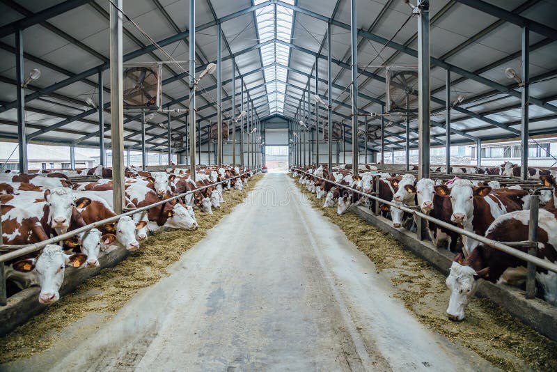 家禽养殖网 家畜养殖保险费率