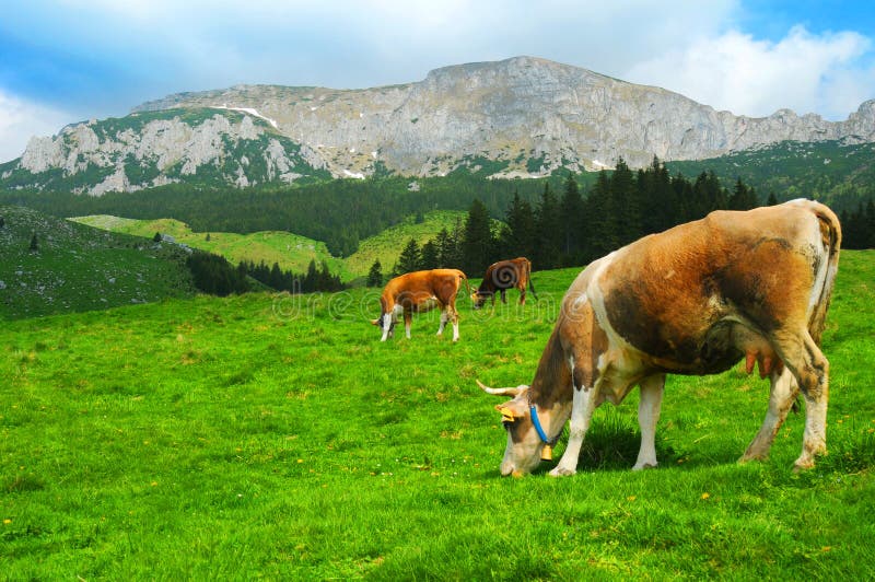 Cows grazing in scenic summer fields with Bucegi mountains in background, Carpathian mountains, Romania. Cows grazing in scenic summer fields with Bucegi mountains in background, Carpathian mountains, Romania.