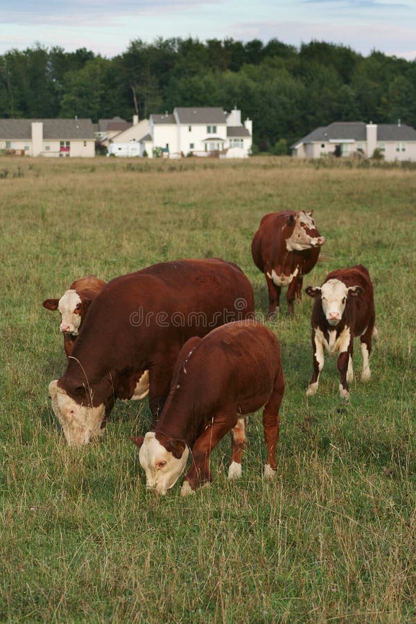 Urban Sprawl: Homes vs Cows. New homes and livestock compete for land. A group of cows in foregrond against background of new homes. Vertical format. Urban Sprawl: Homes vs Cows. New homes and livestock compete for land. A group of cows in foregrond against background of new homes. Vertical format.