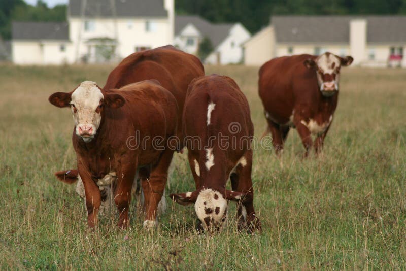 Urban Sprawl: Homes vs Cows. New homes and livestock compete for land. Group of cows in foreground against background of homes. Horizontal format. Urban Sprawl: Homes vs Cows. New homes and livestock compete for land. Group of cows in foreground against background of homes. Horizontal format.