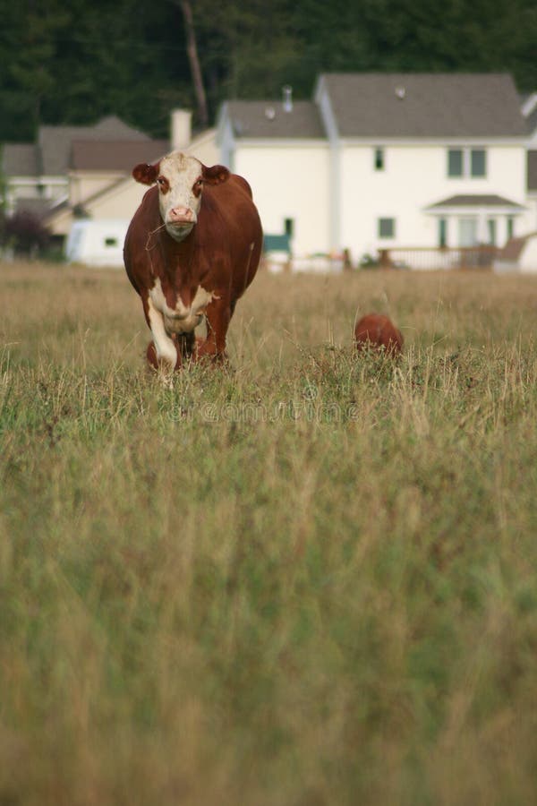 Urban Sprawl: Homes vs Cows. New homes and livestock compete for land. A cow against background of homes, with grassy field in foreground. Vertical format. Urban Sprawl: Homes vs Cows. New homes and livestock compete for land. A cow against background of homes, with grassy field in foreground. Vertical format.