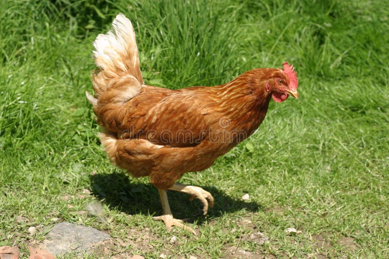 Hen outside. Hen outside