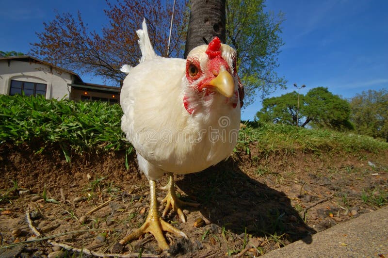 Closeup of a chicken. Closeup of a chicken