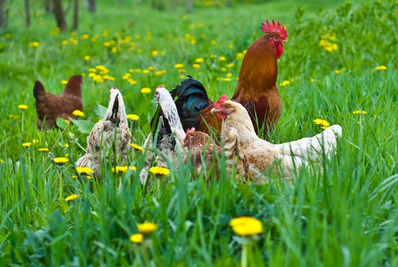 Hens and rooster in the meadow. Hens and rooster in the meadow