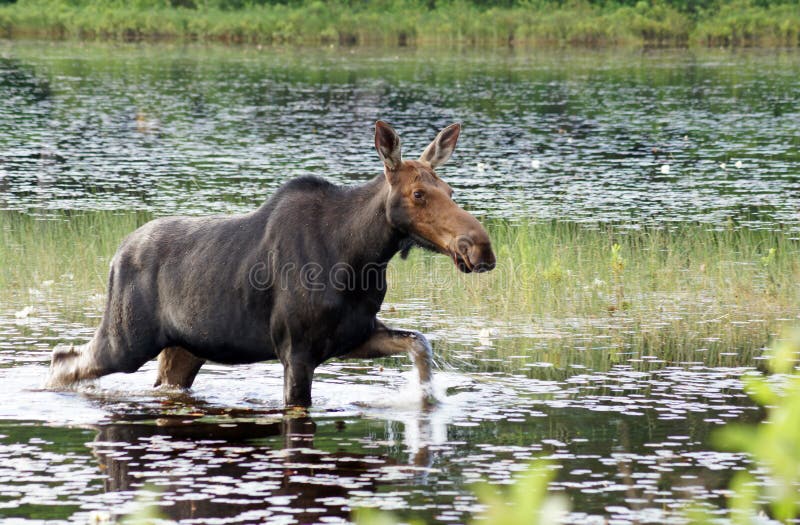 Female moose splashes water as she walks through the swamp, with food hanging from her mouth. Female moose splashes water as she walks through the swamp, with food hanging from her mouth.