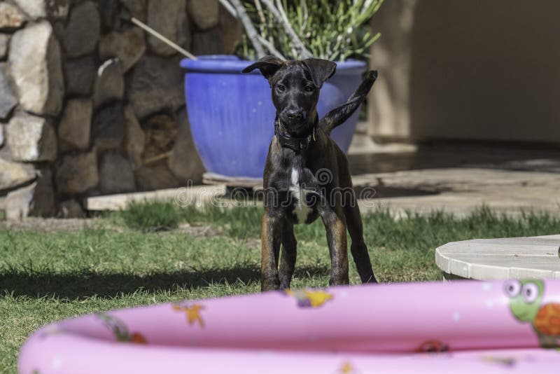 Malinois dog playing in the yard with a blow up kids pool. Malinois dog playing in the yard with a blow up kids pool