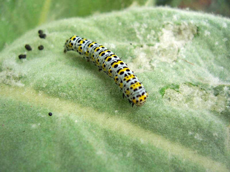 毛虫飞蛾mullein 免版税库存照片